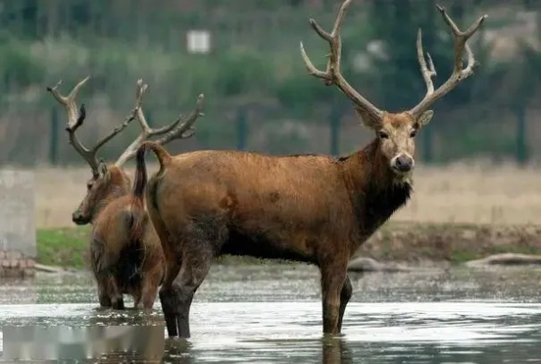 新奥四不像正版最新版本|预测解答解释落实_创新品.0.927