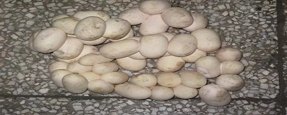 澳门正版蛇蛋图|探寻幸运密码与生活智慧_精粹版.5.444